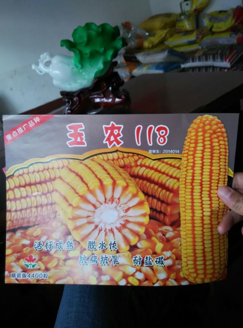 玉米种子