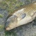 池鲤鱼食用1~2公斤