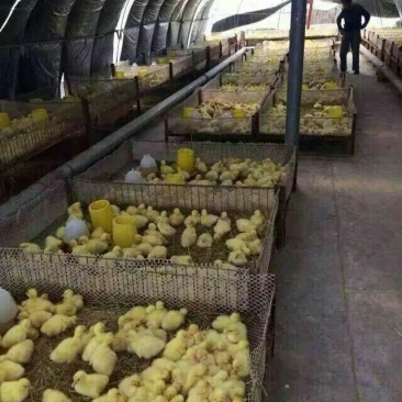 鹅苗250g以下