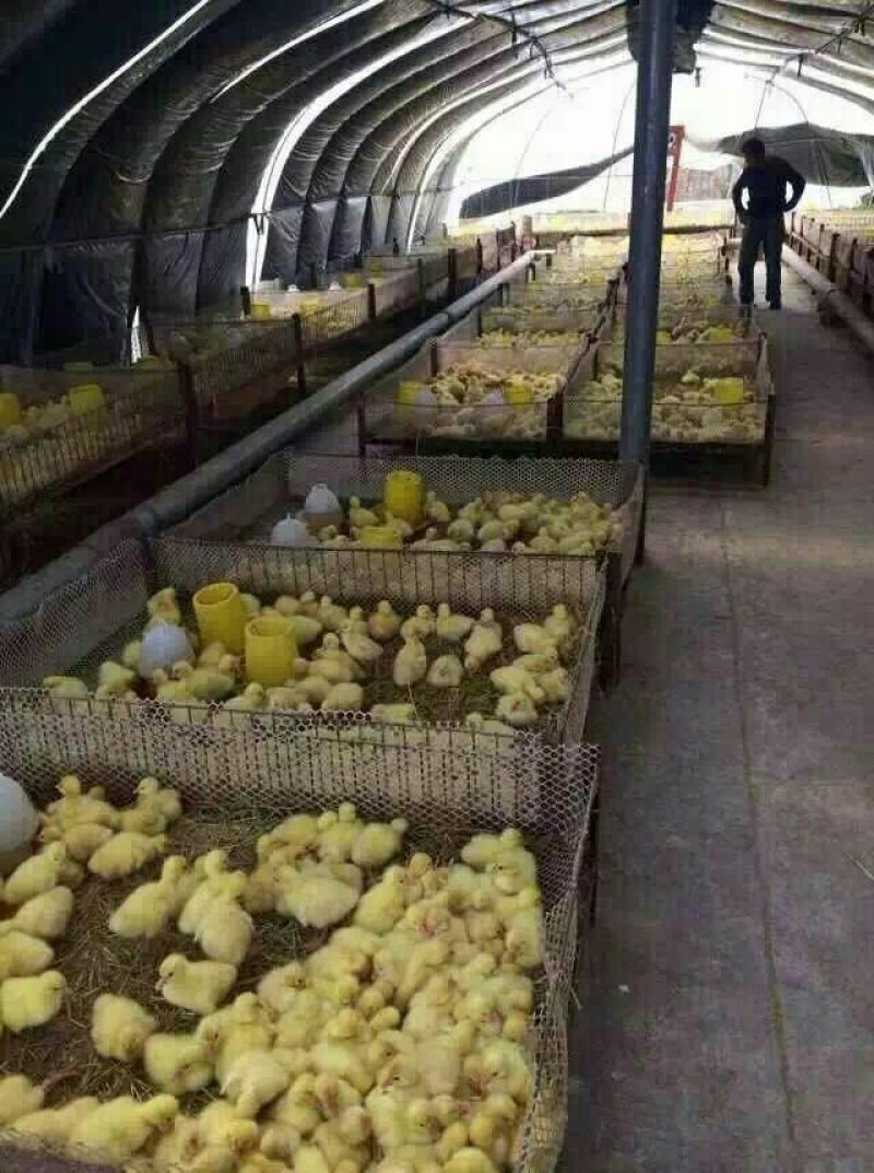 鹅苗250g以下