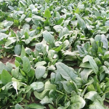 菠菜15~20厘米