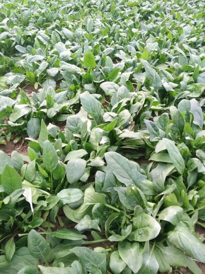 菠菜15~20厘米