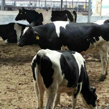 淘汰奶牛600~800kg