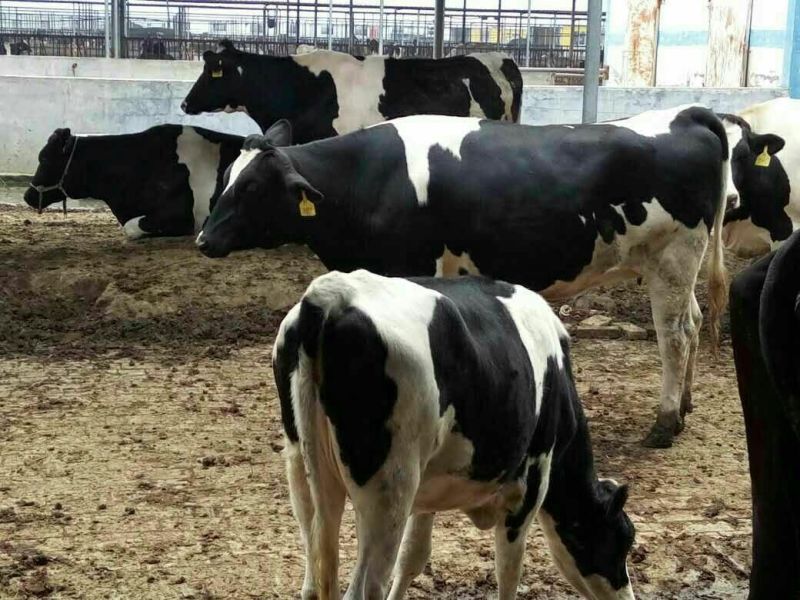 淘汰奶牛600~800kg
