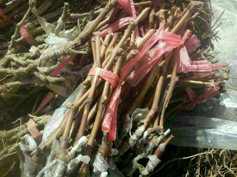 夏黑葡萄苗葡萄苗嫁接品种葡萄苗批发嫁接苗扦插苗都有