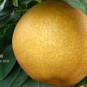 晚秋黄梨