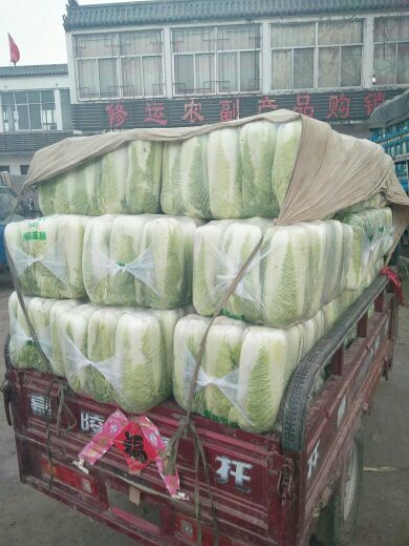 山东滕州精品大白菜大量上市超市市场产地直发欢迎下单