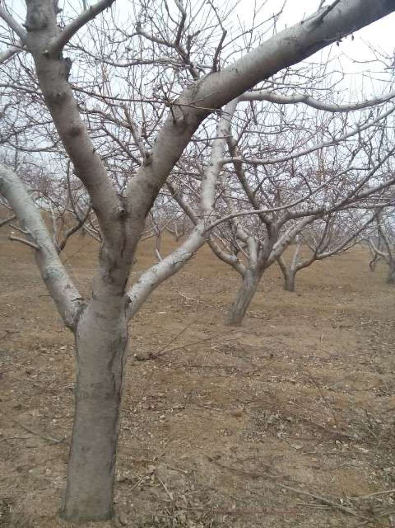 映霜红桃苗