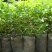 花椒苗0.5~1年