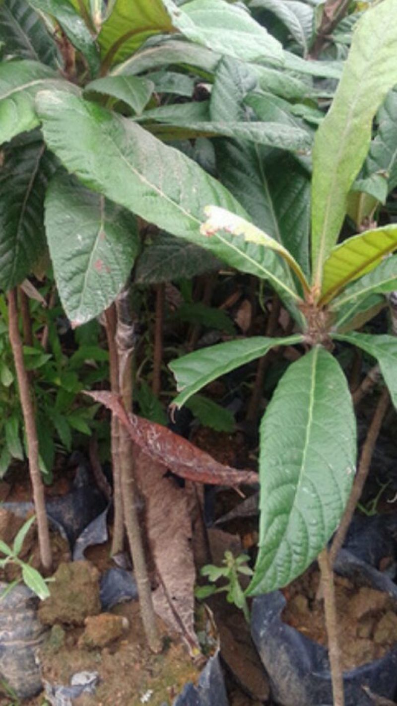 枇杷树苗10~20cm