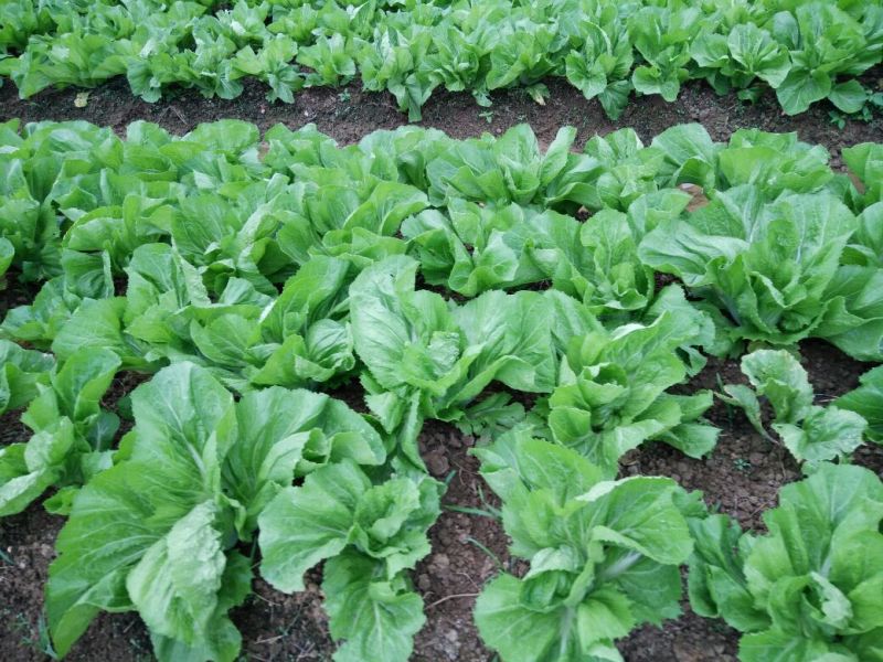 包心芥菜5两以上