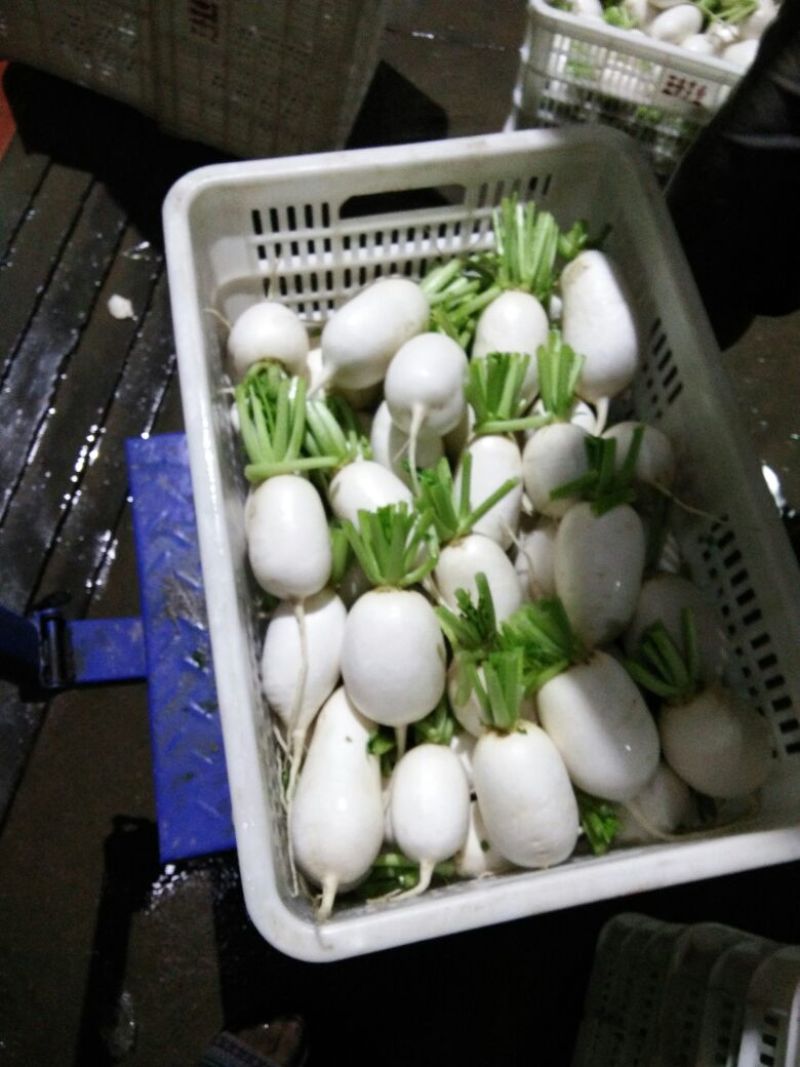 白萝卜0.2~1斤起