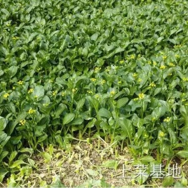 白萝卜2~2.5斤起
