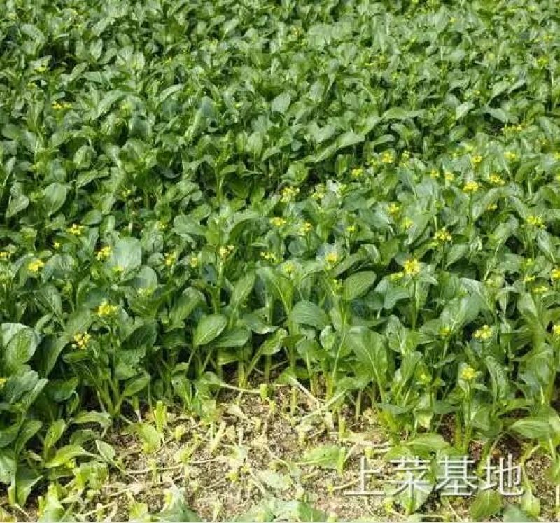 白萝卜2~2.5斤起