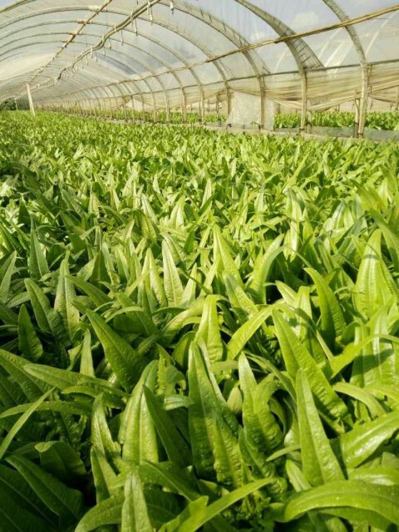 油麦菜25~30厘米以上精品高山云南大棚油麦菜，质量非