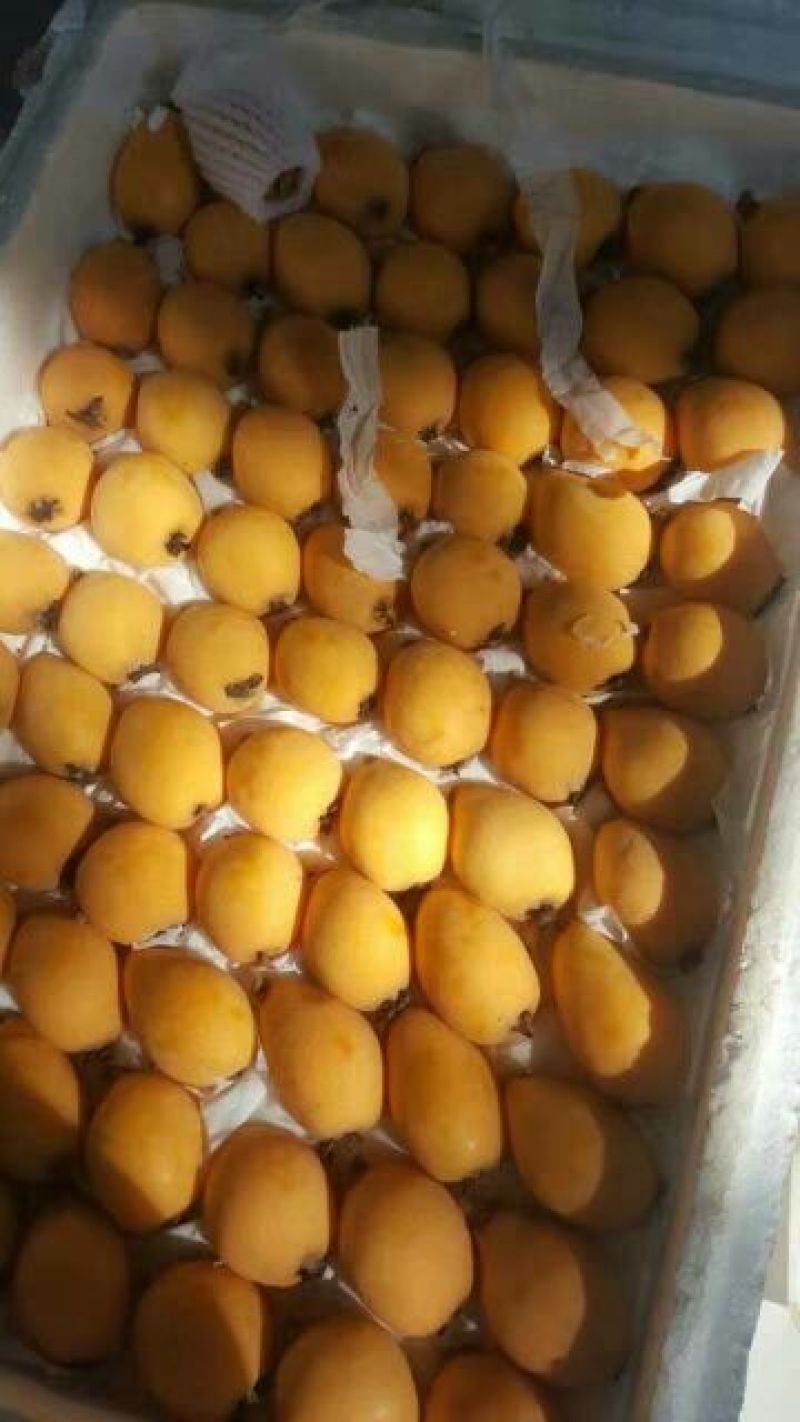 早中枇杷承接线上线下市场批发商超配送一件代发等等