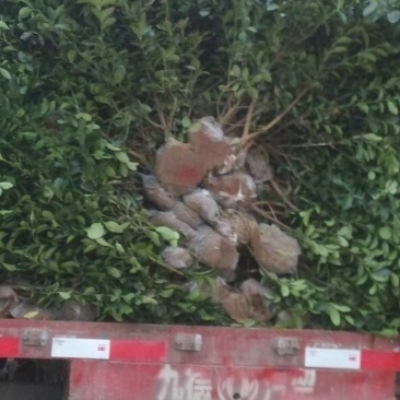 大叶冬青