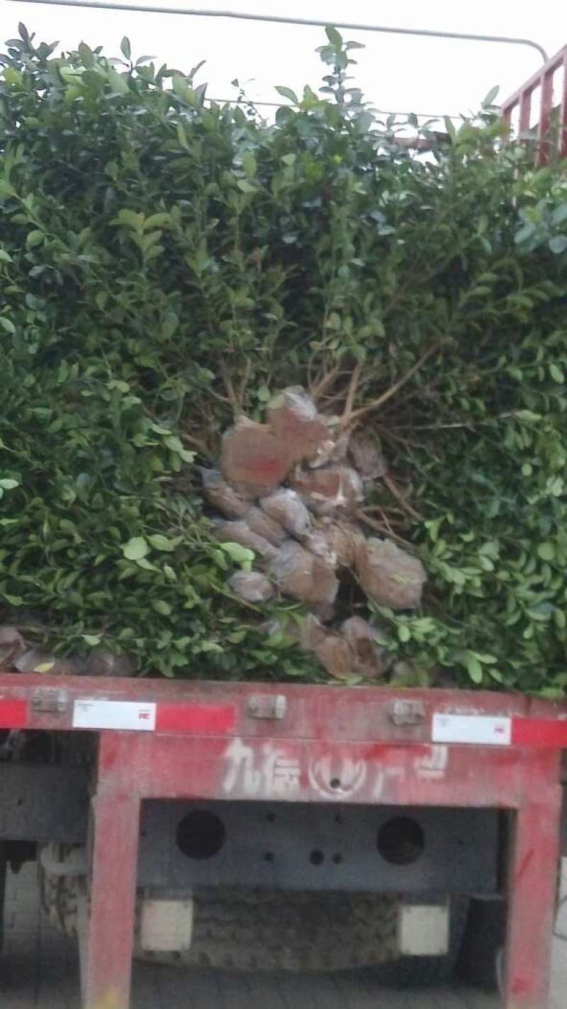 大叶冬青