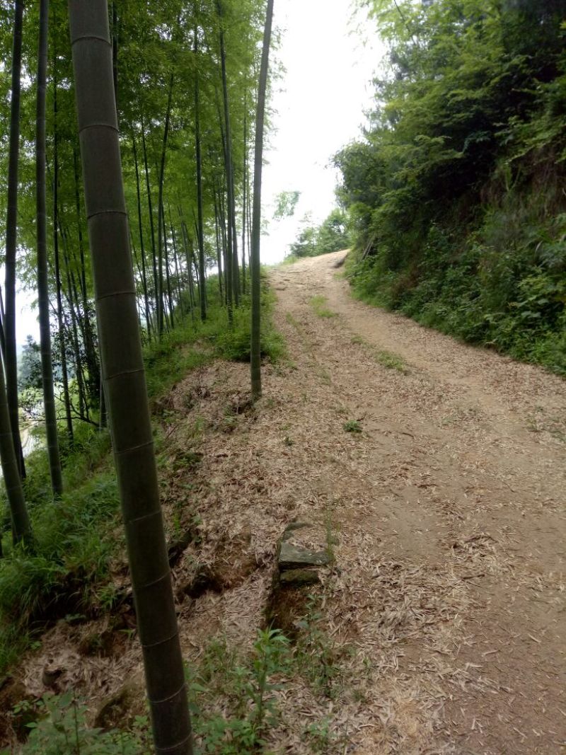 楠竹