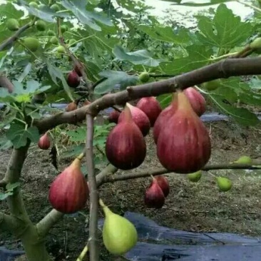 无花果树1.5~2m