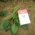 小叶菠菜15~20厘米