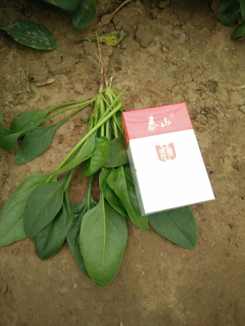 小叶菠菜15~20厘米