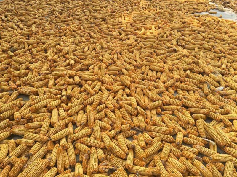 丰县春玉米16~20%…………………………………………