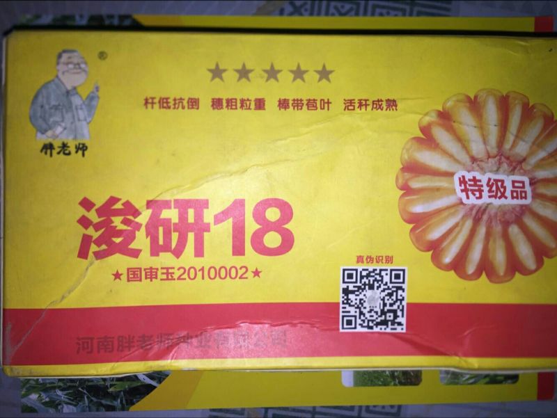 玉米种子