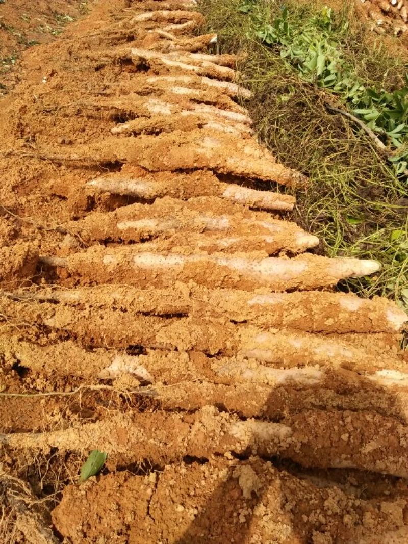 淮山药4~6厘米一级手捡50~70厘米