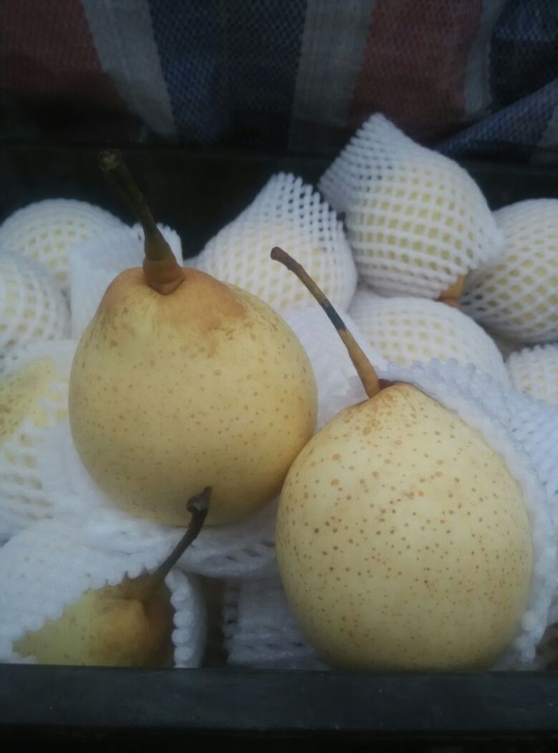 鸭梨250~300g纸袋