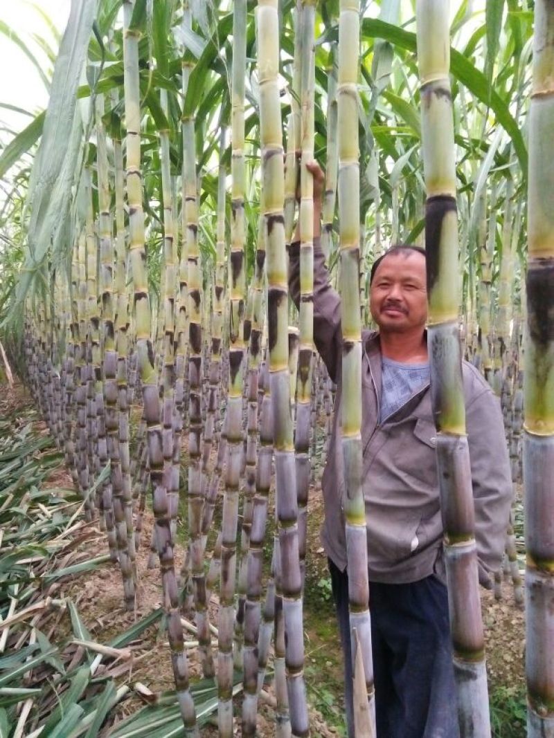 青皮白玉甘蔗青皮甘蔗50000亩