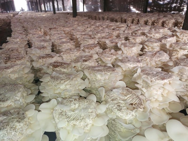 白木耳特级
