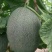 西州蜜瓜