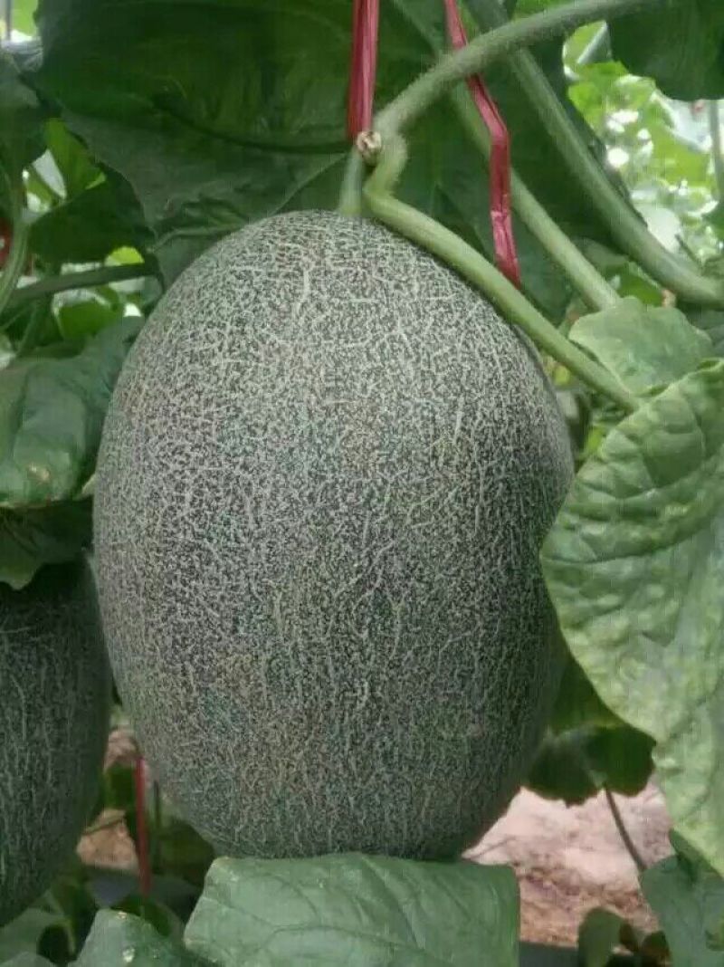 西州蜜瓜