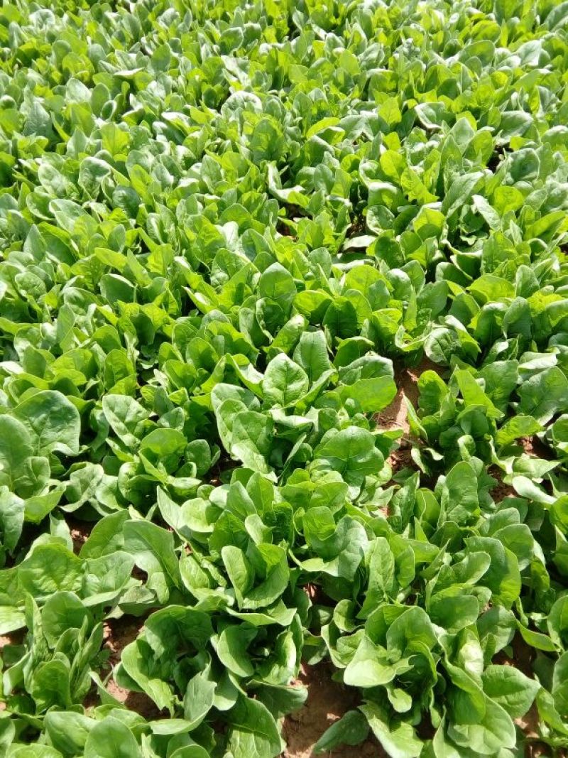大叶菠菜30~35厘米