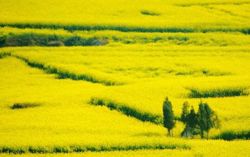 菜油一级