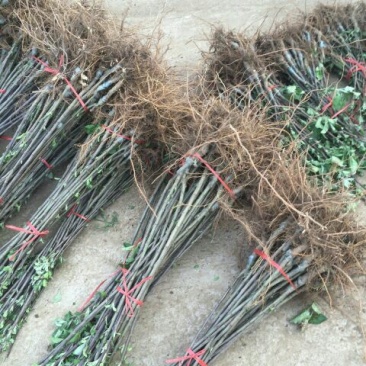 润太1号苹果苗50~60cm