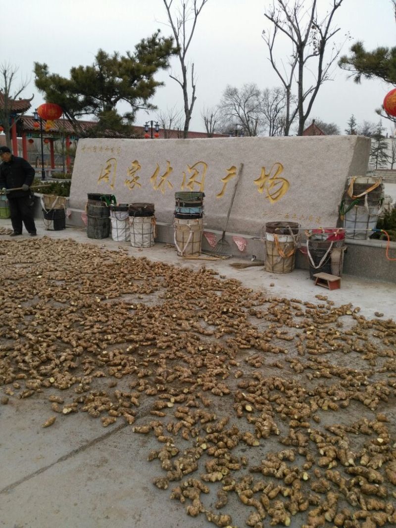 生姜