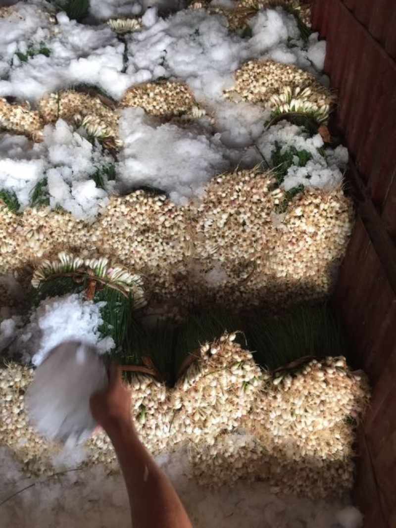 精品香葱小葱，广东徐闻产地直销，量大从优，欢迎订购