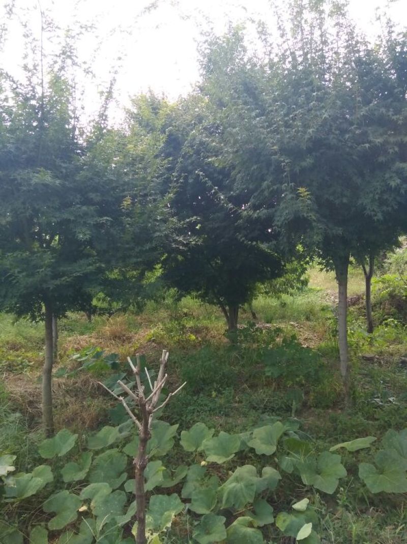 鸡爪槭苗80~100cm