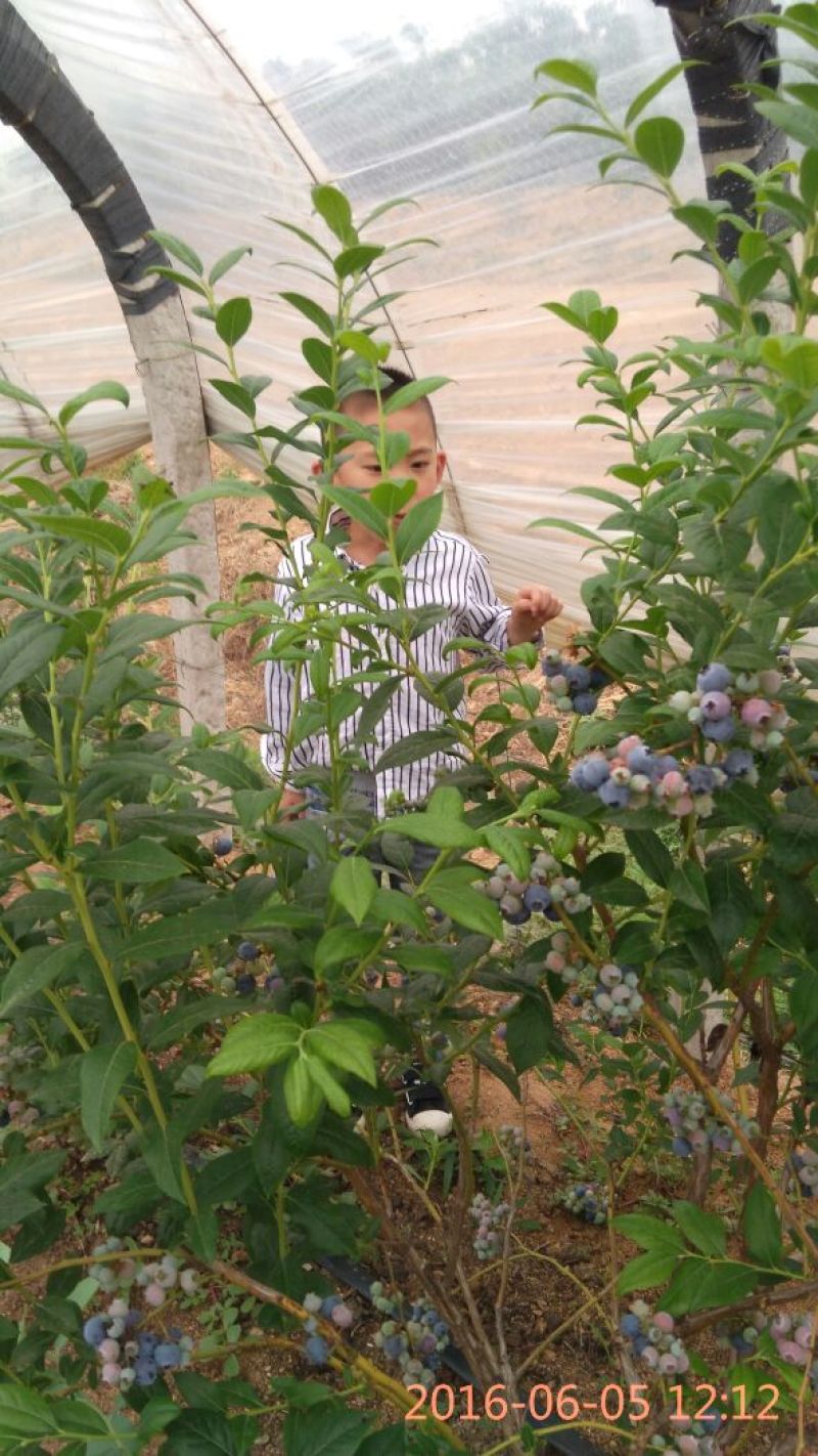 蓝莓10~12mm以上