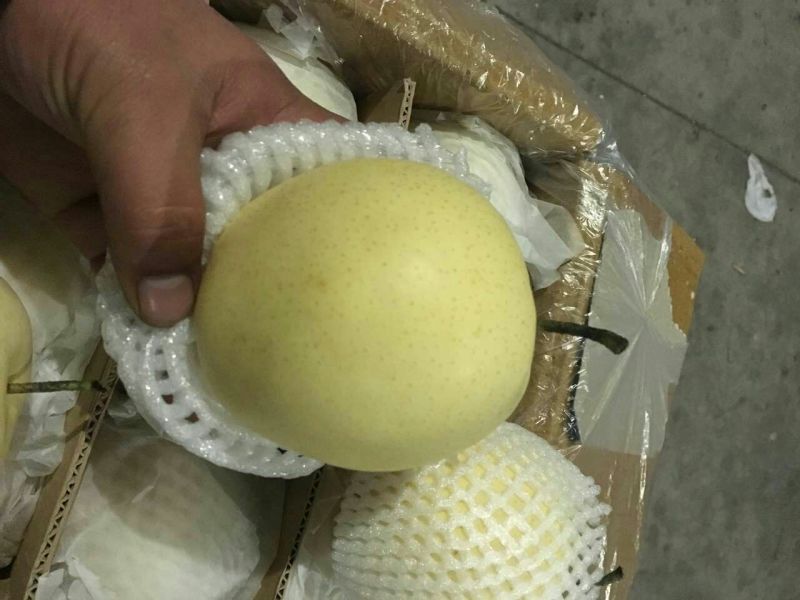 雪花梨450~500g纸箱
