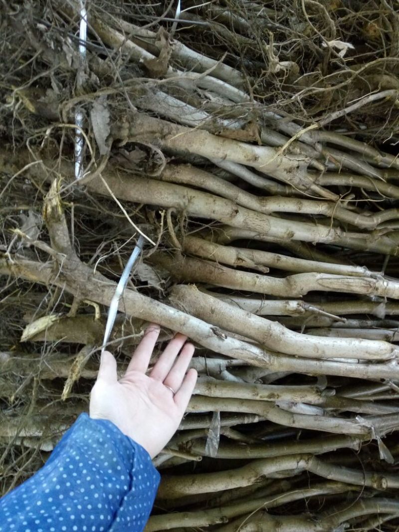 核桃苗100~150cm二年苗
