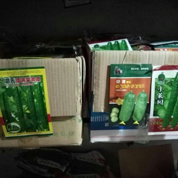 黄瓜种子95%以上