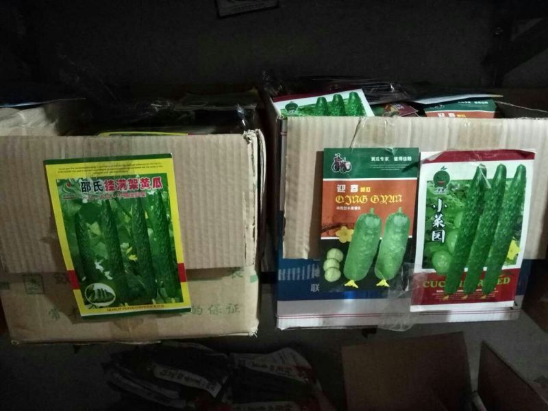 黄瓜种子95%以上