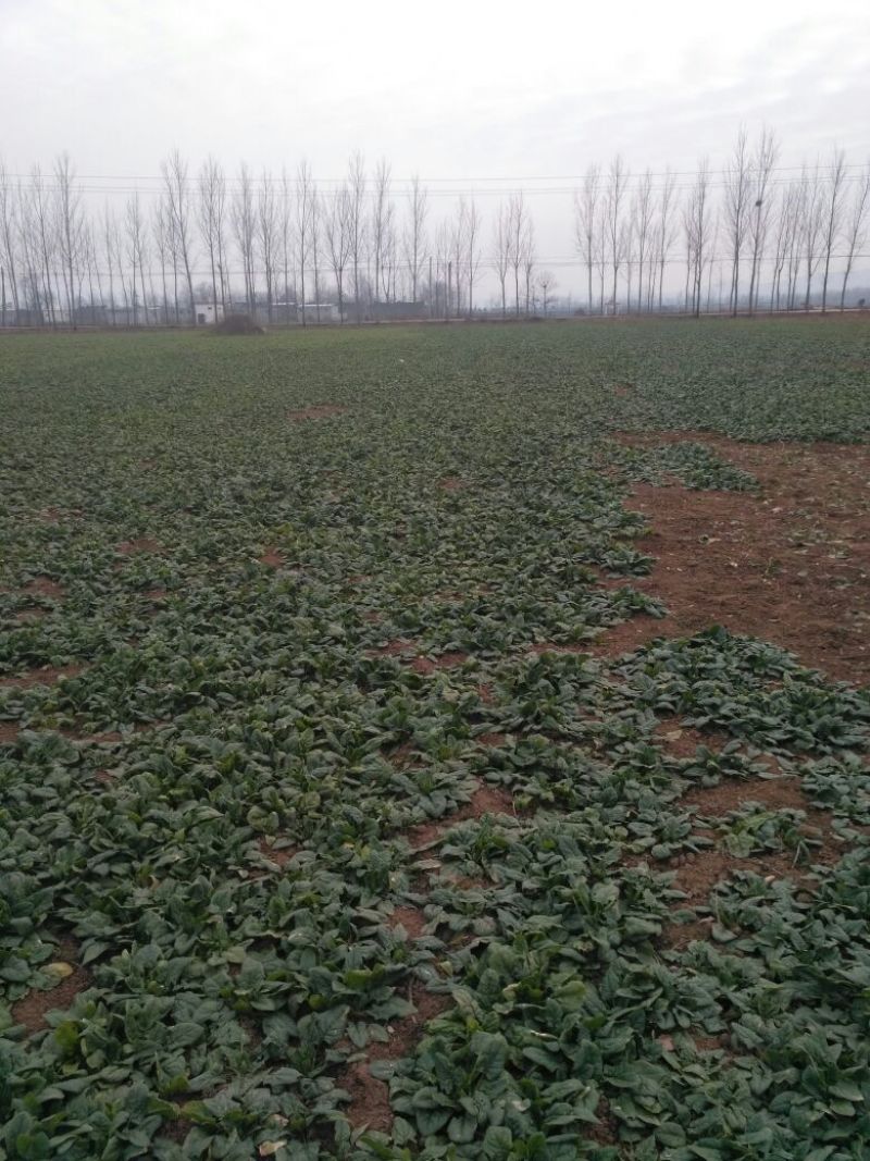 黑叶菠菜10~15厘米