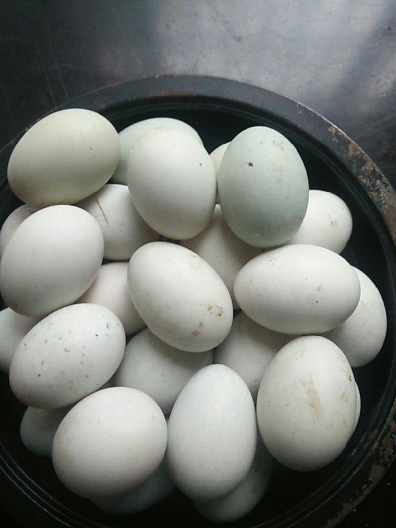 来自田园散养土鸭蛋，精选食用鸭蛋