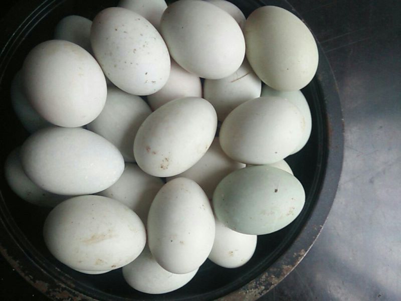 来自田园散养土鸭蛋，精选食用鸭蛋