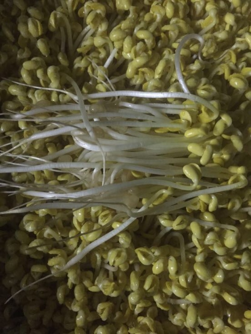 黄豆芽