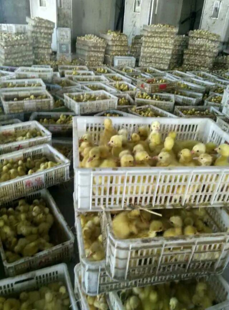 狮头鹅苗250g以下
